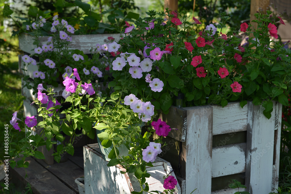 Fototapeta premium Summer still life with beautiful flowers in pots outside in the garden. Vintage botanical background with plants, home hobby still life with gardening objects and nature.