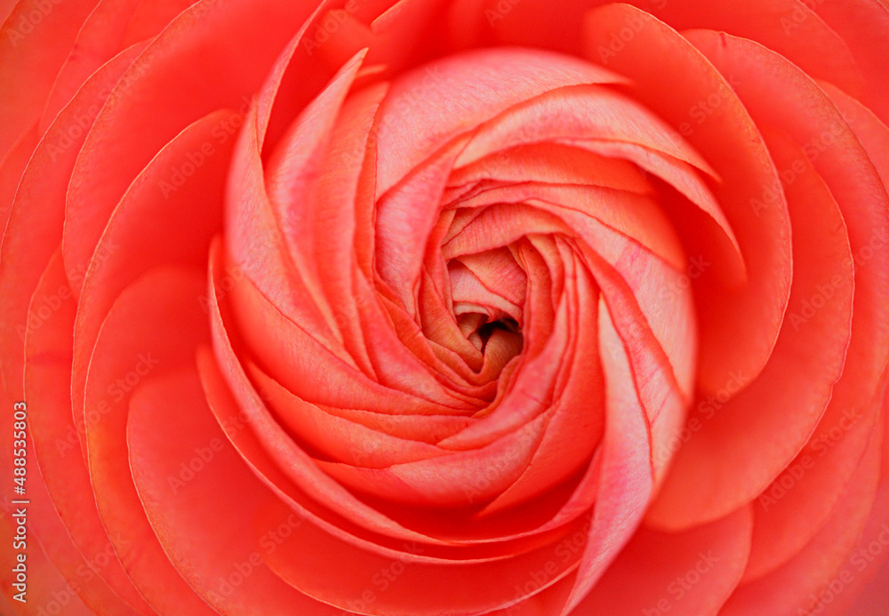 orange rose closeup background macro orange rose closeup background macro