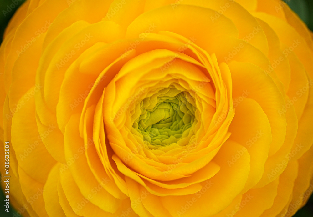yellow rose flower macro background yellow rose flower macro background