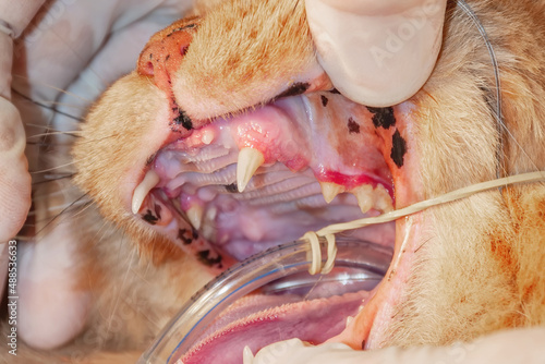 Fototapeta Naklejka Na Ścianę i Meble -  Professional veterinarian examining cat's teeth in clinic. The cat has diseased teeth and gums