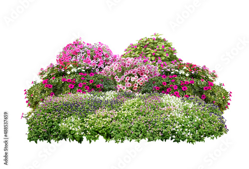Tropical plant flower bush tree isolated on white background with clipping path. © Rungsan