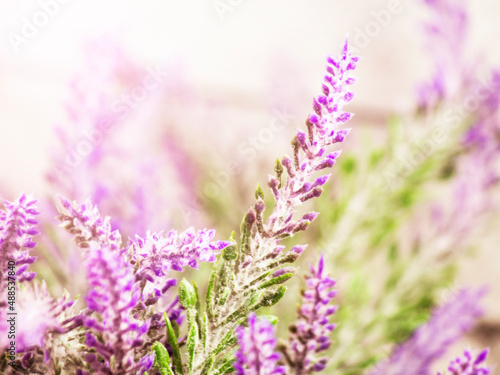 Mountain lavender  beautiful flowers very close