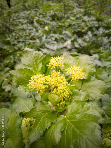 bunch of flowers