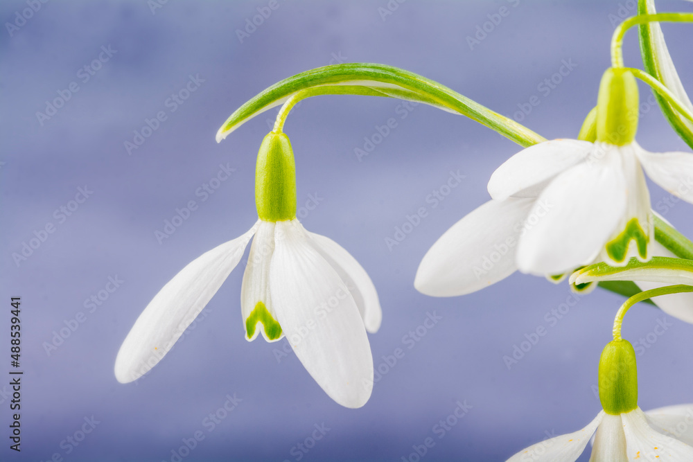 Fototapeta premium Schneeglöckchen - Makroaufnahme