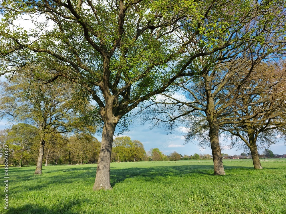 Frühlingslandschaft mit Laubbäumen. Die Zweige des Baumes belaubt. Die Früchte blühen mit schönen kleinen Blüten. Bienen freuen sich über Blütenstaub. Sie bestäuben Blumen und machen Honig. Frühlingslandschaft mit Laubbäumen. Die Zweige des Baumes belaubt. Die Früchte blühen mit schönen kleinen Blüten. Bienen freuen sich über Blütenstaub. Sie bestäuben Blumen und machen Honig.