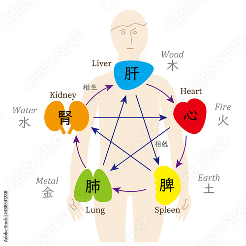 五行と五臓の相関図、人のからだ、英語