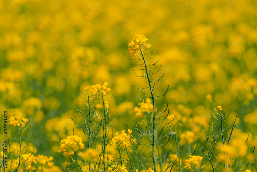 Obraz premium Blooming yellow canola (Brassica Napus) flower in field