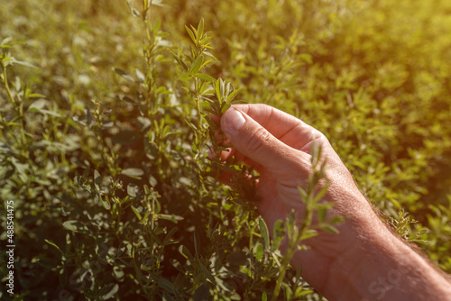 Farmer examining lucerne alfalfa crops in field, close up of male hand © Bits and Splits