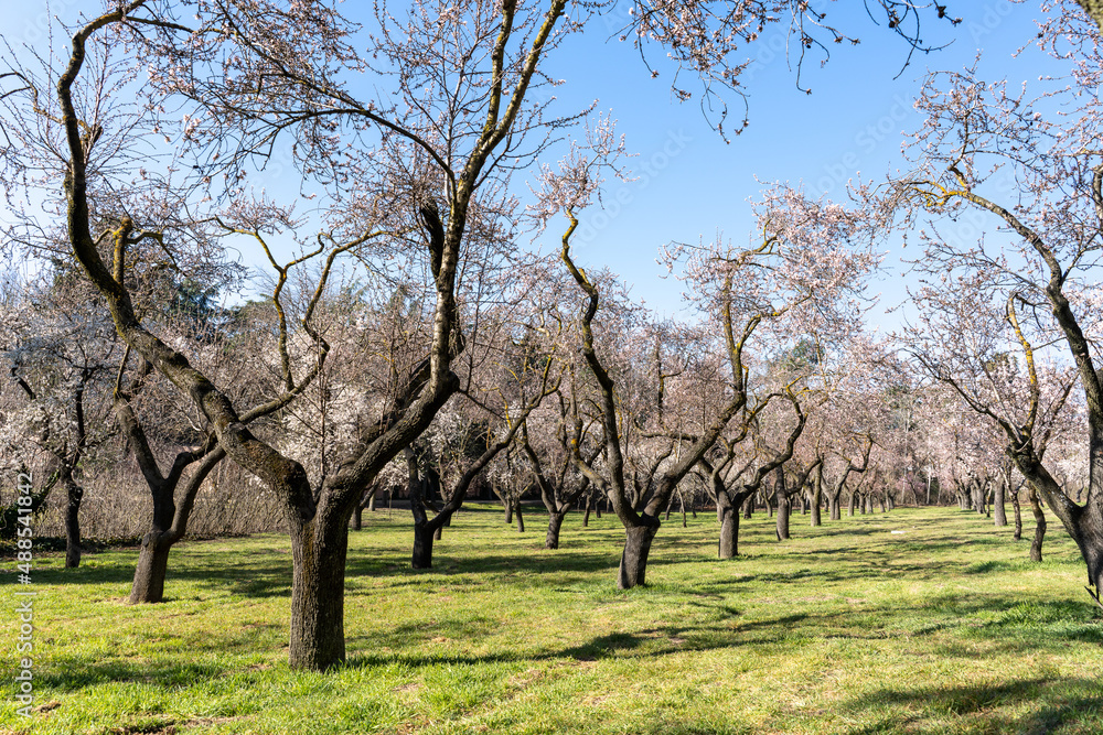 Almond blossom