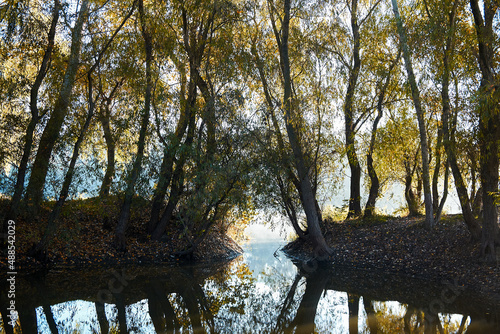 Willow trees on the banks of the pond and river