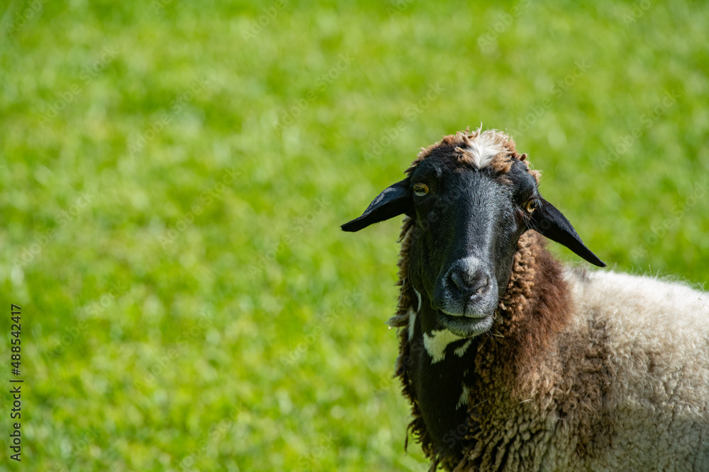 Fototapeta premium portrait of a sheep