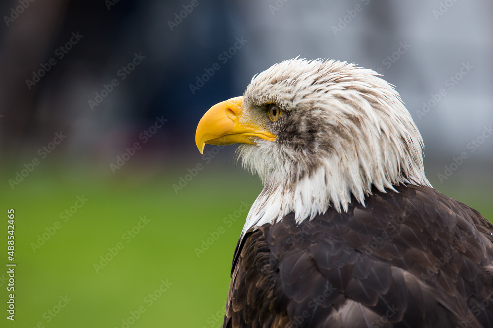 Portrait (Kopf) eines Weißkopfseeadlers Portrait (Kopf) eines Weißkopfseeadlers