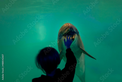 a child is watching a dolphin that is behind the glass of the aquarium photo