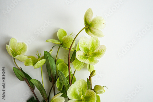 green flowers on a white background