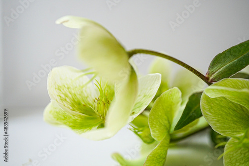 green flowers on a white background
