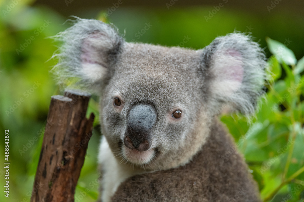 Naklejka premium koala in a tree