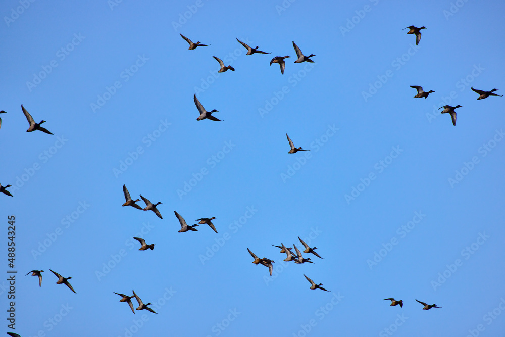 group of ducks flying against the background of a blue sky