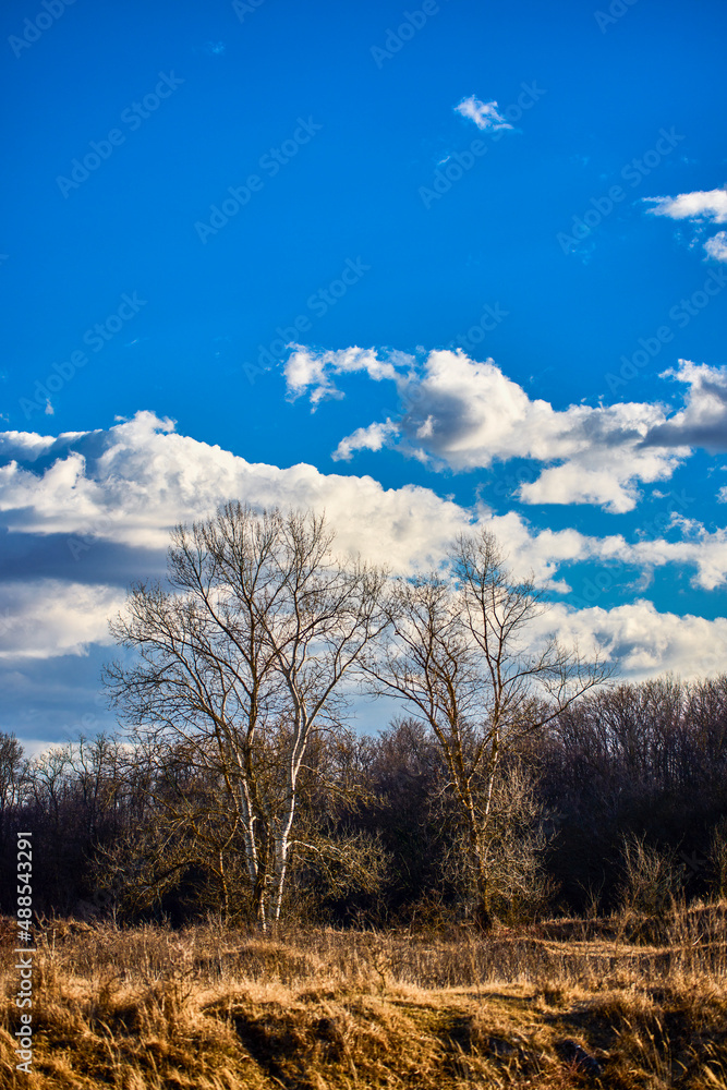landscape with a tree and clouds on a sunny winter day landscape with a tree and clouds on a sunny winter day