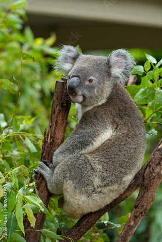 Fototapeta Naklejka Na Ścianę i Meble -  koala in tree