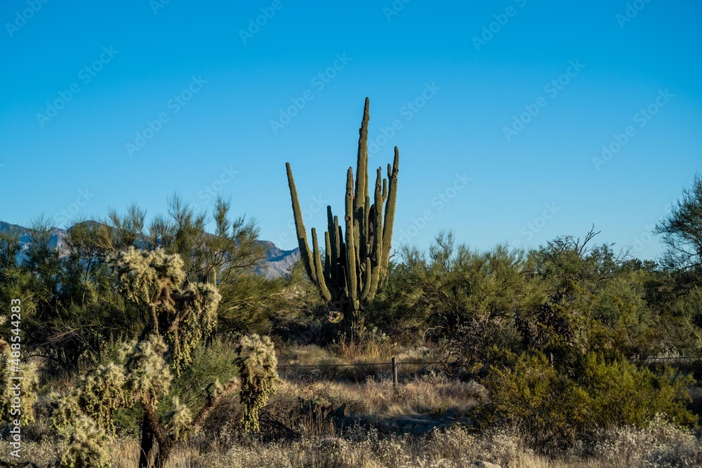 A long slender Saguaro Cactus in Tucson, Arizona