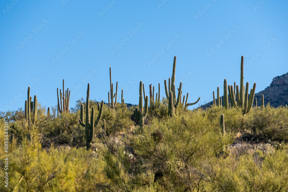 A long slender Saguaro Cactus in Tucson, Arizona A long slender Saguaro Cactus in Tucson, Arizona
