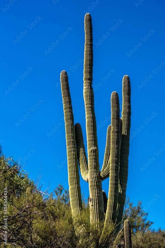 A long slender Saguaro Cactus in Tucson, Arizona