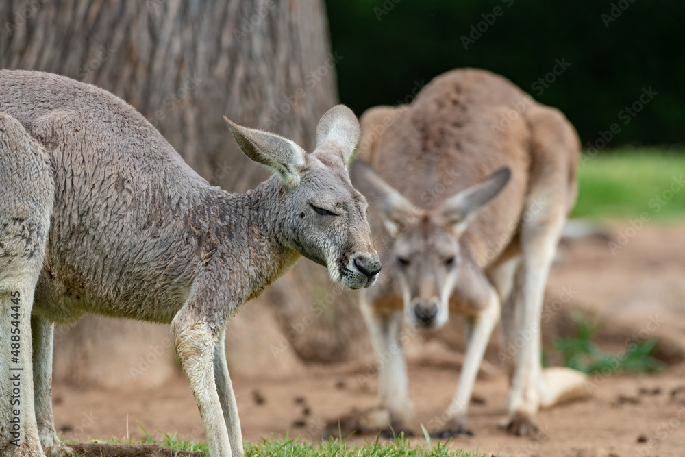 kangaroo in the park