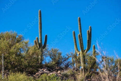 A long slender Saguaro Cactus in Tucson, Arizona