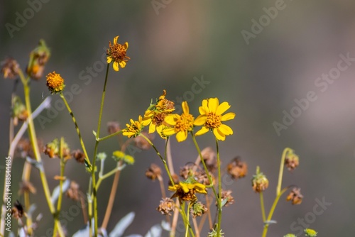 Field with colorful Wildflowers in Tucson  Arizona