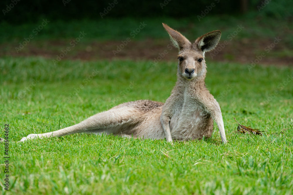 kangaroo in the grass kangaroo in the grass