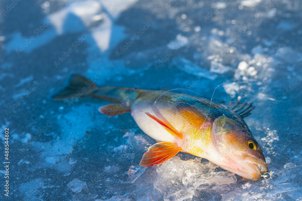 Naklejka premium Perch caught while ice fishing, in great morning light, fish right out ow water winder morning.