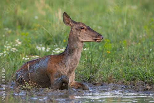 Bild auf Leinwand Red deer, cervus elaphus, female wallowing in mud in summertime nature