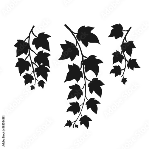Set of silhouette ivy branch. Hand drawn illustration converted to vector.