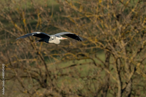 A grey heron  Ardea cinerea  in flight