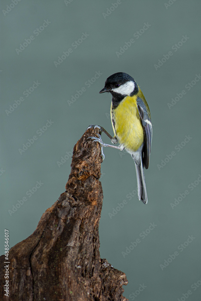 Obraz premium A great tit (Parus major) in flight. High speed photography.