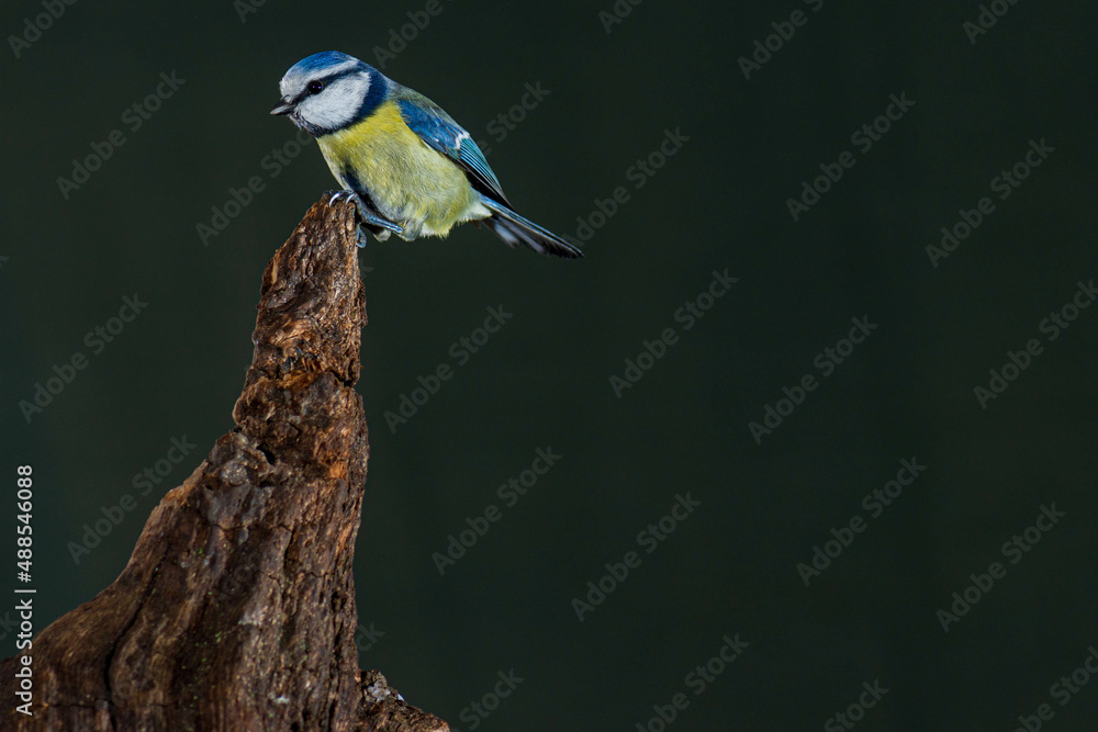 Obraz premium A blue tit (Cyanistes caeruleus) in flight. High speed photography.