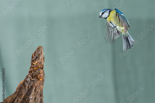 Photos A blue tit (Cyanistes caeruleus) in flight