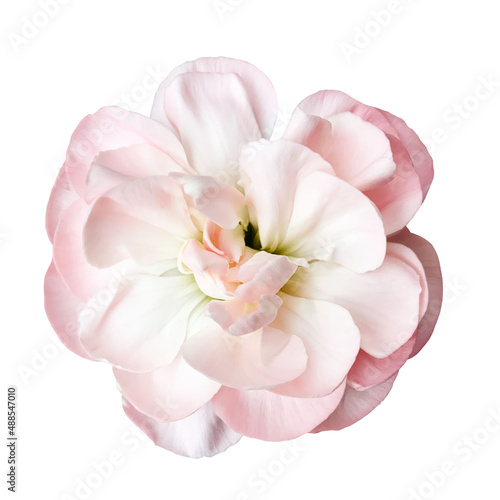 pink carnation flower isolated on white