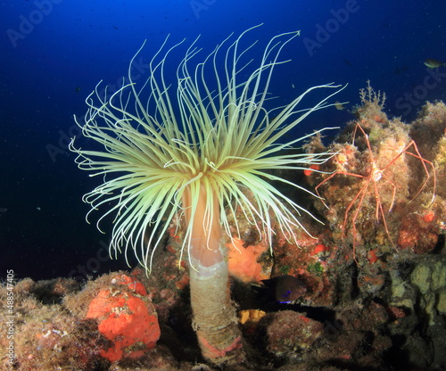Cnidarian in its sandy habitat at the bottom of the sea