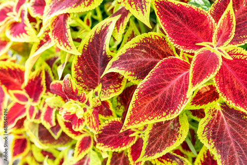 Plant background with yellow green red leaves of potted flower coleus blumei or solenostemon scutellarioides , Plectranthus scutellarioides close up Botanical, landscaped and garden plants photo
