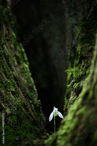 Lonely Snowdrop Flower