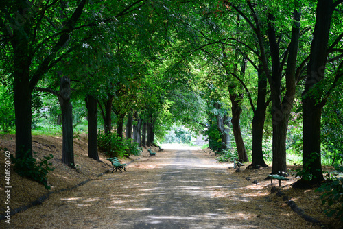 Alley of green trees in the park.  © Olena Svechkova