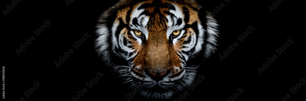 Obraz premium Tiger with a black background