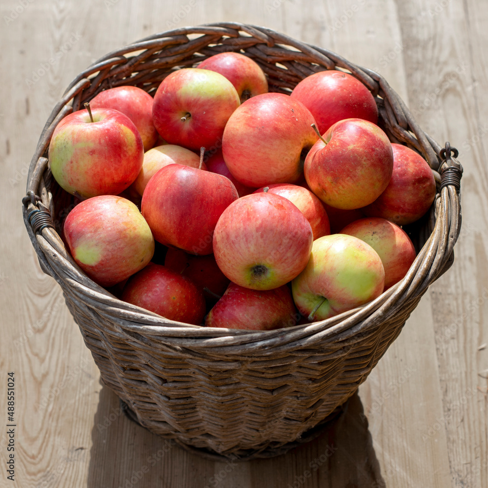 Fresh homemade apples from the garden in a basket. Fresh homemade apples from the garden in a basket.