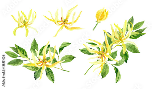 Watercolor hand painted ylang ylang branch and flowers. Watercolor illustrations isolated on white background  aromatherapy  essential oils