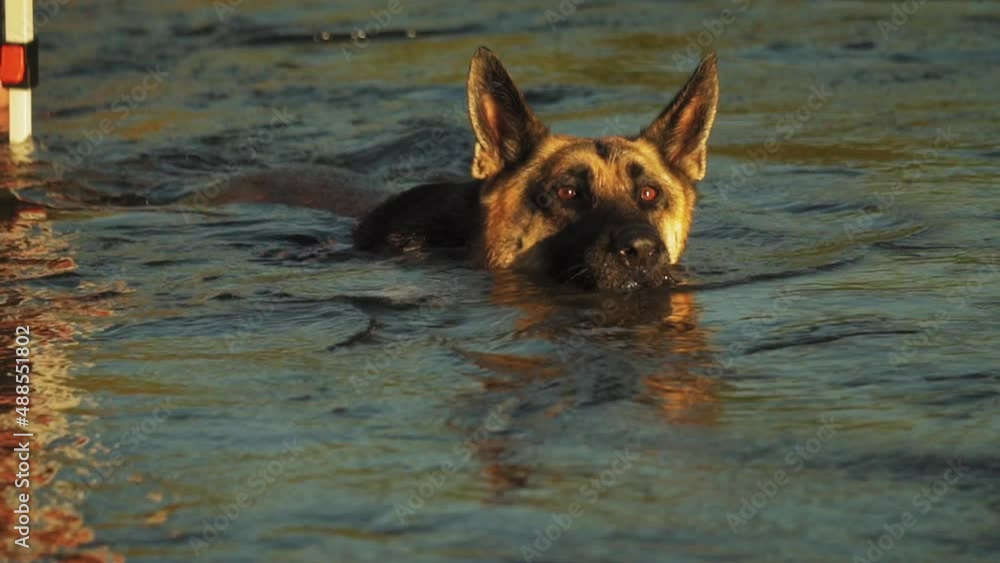 Close up view of a german shephard swimming by the river at sunset on a summer day in Pleasant Valley,California, USA. Summer vacation. Close up view of a german shephard swimming by the river at sunset on a summer day in Pleasant Valley,California, USA. Summer vacation.