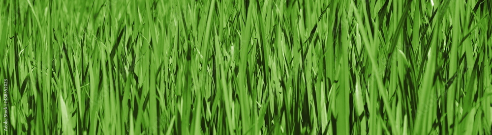Abstrakter Hintergrund Grün, Dunkelgrün, Hellgrün, Textur Gras, Rasen, Grashalme Abstrakter Hintergrund Grün, Dunkelgrün, Hellgrün, Textur Gras, Rasen, Grashalme