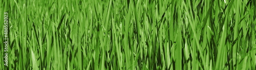Abstrakter Hintergrund Grün, Dunkelgrün, Hellgrün, Textur Gras, Rasen, Grashalme