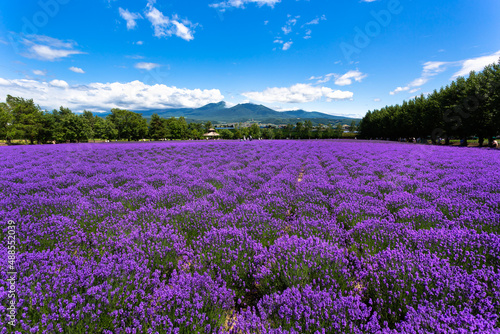 北海道7月・ファーム富田のラベンダー畑