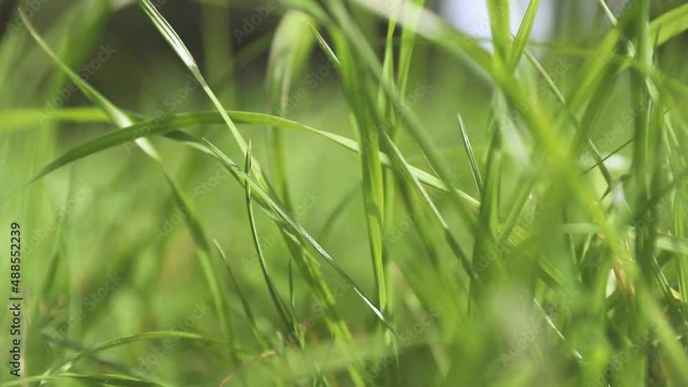 closeup of fresh green grass growing, nature concept, eco system, environment friendly. closeup of fresh green grass growing, nature concept, eco system, environment friendly.